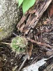 Cactoideae