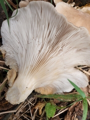 Pleurotus populinus