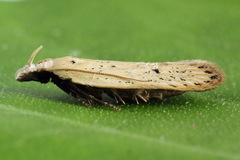 Nothris verbascella