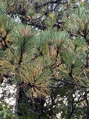 Pinus thunbergii