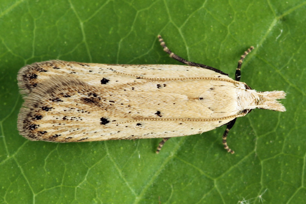 Nothris verbascella