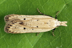 Nothris verbascella