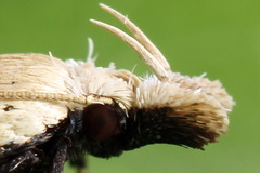 Nothris verbascella