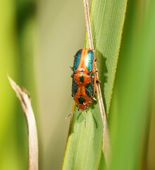 Calomela curtisi