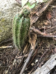 Cactoideae