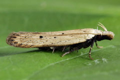 Nothris verbascella