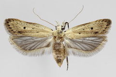 Nothris verbascella
