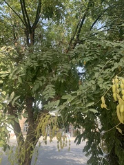 Styphnolobium japonicum