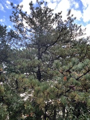 Pinus thunbergii