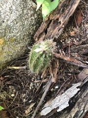 Cactoideae