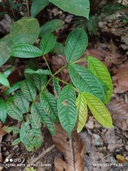 Syzygium claviflorum
