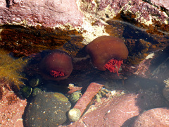 Actinia tenebrosa