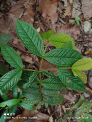Syzygium claviflorum