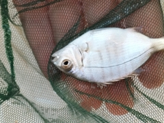 Diplodus
