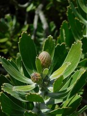 Leucospermum cuneiforme
