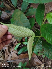 Syzygium claviflorum