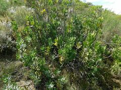 Leucospermum cuneiforme
