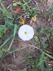 Convolvulus