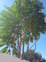Ailanthus altissima