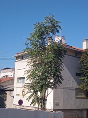 Ailanthus altissima