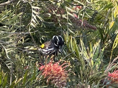 Phylidonyris novaehollandiae