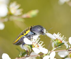 Stigmodera macularia