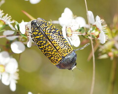 Stigmodera macularia