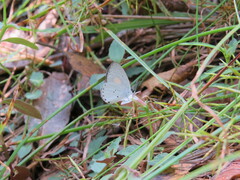 Candalides xanthospilos