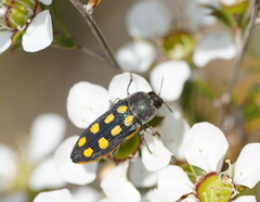Castiarina xanthopilosa