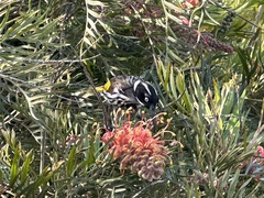 Phylidonyris novaehollandiae