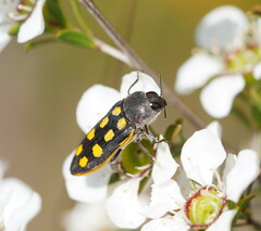 Castiarina xanthopilosa