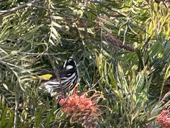 Phylidonyris novaehollandiae