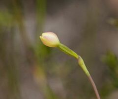Thelymitra flexuosa