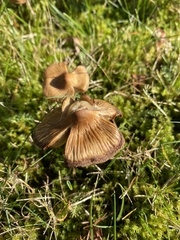 Entoloma sericeum