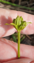 Burchardia umbellata