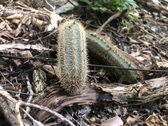 Acanthocereus oaxacensis