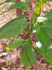 Phytolacca americana