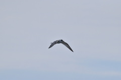 Sterna hirundo
