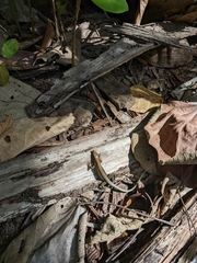 Holcosus quadrilineatus