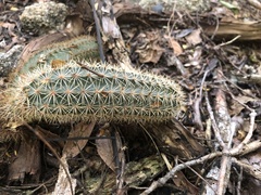 Acanthocereus oaxacensis