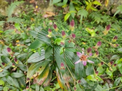 Tricyrtis formosana