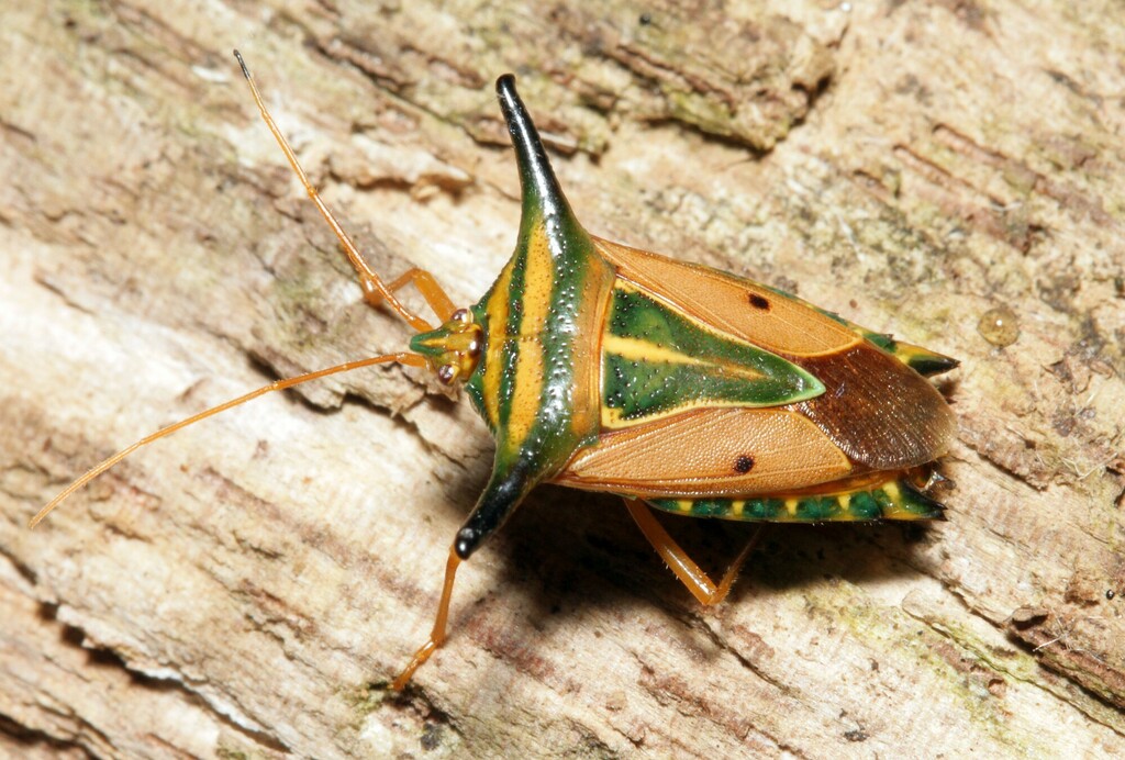 Olbia elegans