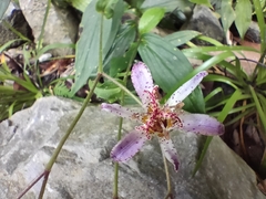 Tricyrtis formosana