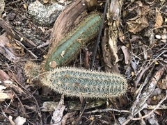 Acanthocereus oaxacensis
