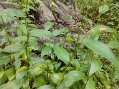 Tricyrtis formosana