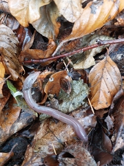 Lumbricus