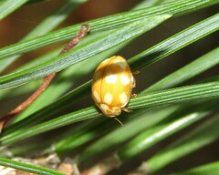 Calvia decemguttata