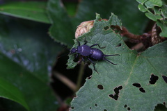 Allodahlia bispina