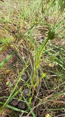 Burchardia umbellata