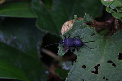 Allodahlia bispina